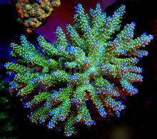 Load image into Gallery viewer, FK Tricolor Valida Acropora (Ultra Bright) SPS830