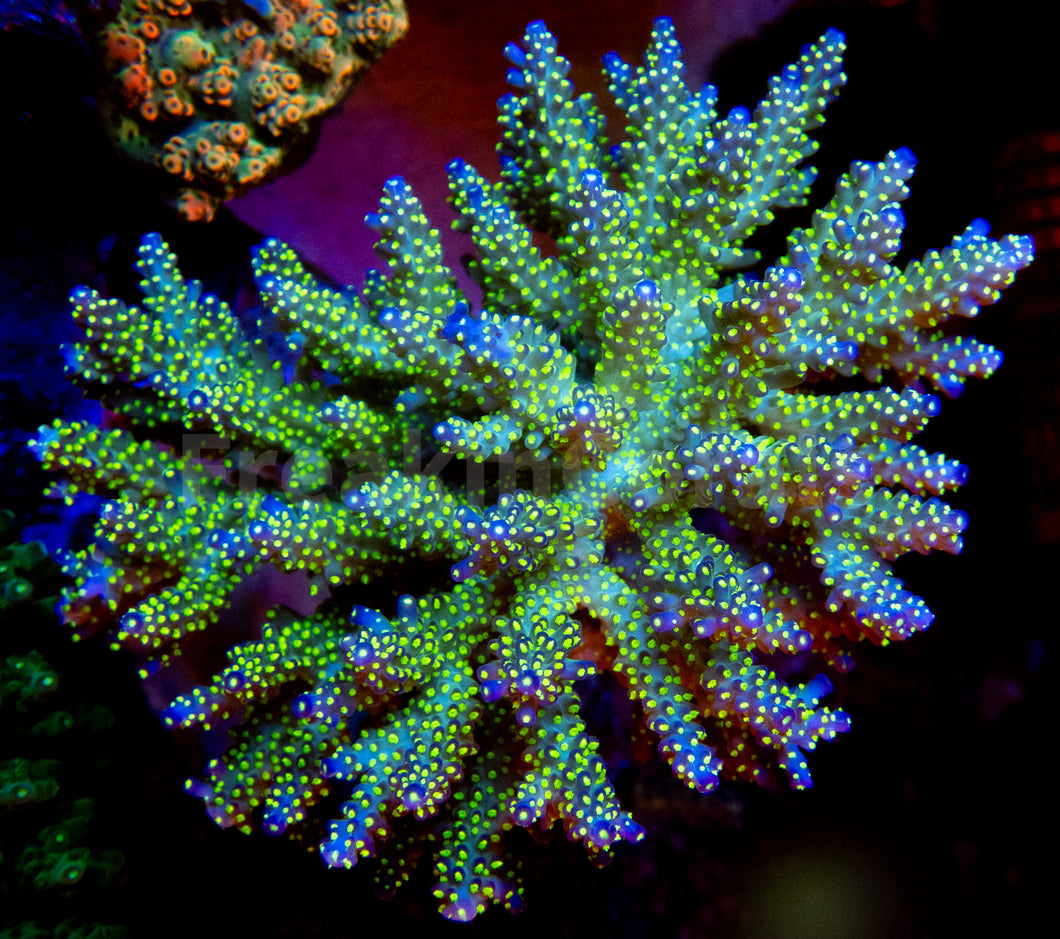 FK Tricolor Valida Acropora (Ultra Bright) SPS830