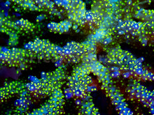 Load image into Gallery viewer, FK Tricolor Valida Acropora (Ultra Bright) SPS830