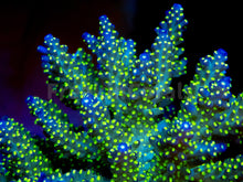 Load image into Gallery viewer, FK Tricolor Valida Acropora (Ultra Bright) SPS830