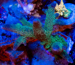 FK Metallic Blue  Staghorn Acropora SPS449