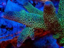 Load image into Gallery viewer, FK Metallic Blue  Staghorn Acropora SPS449