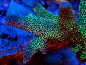 FK Metallic Blue  Staghorn Acropora SPS449