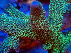 FK Metallic Blue  Staghorn Acropora SPS449