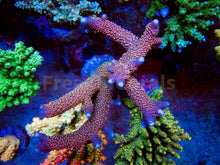 Load image into Gallery viewer, FK Red Diablo Staghorn Acropora