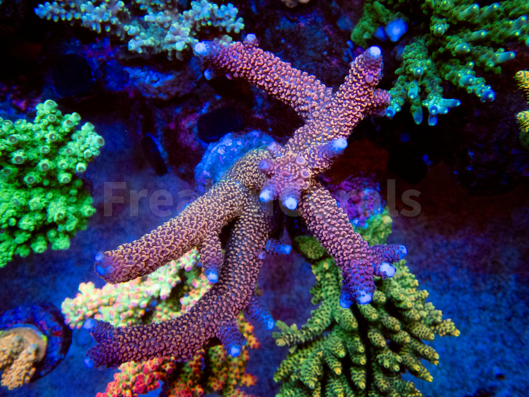 FK Red Diablo Staghorn Acropora