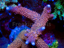 Load image into Gallery viewer, FK Red Diablo Staghorn Acropora