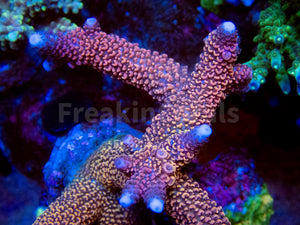 FK Red Diablo Staghorn Acropora