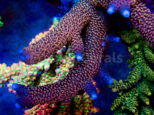 FK Red Diablo Staghorn Acropora