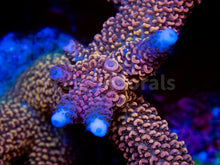 Load image into Gallery viewer, FK Red Diablo Staghorn Acropora