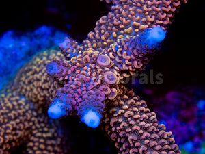 FK Red Diablo Staghorn Acropora