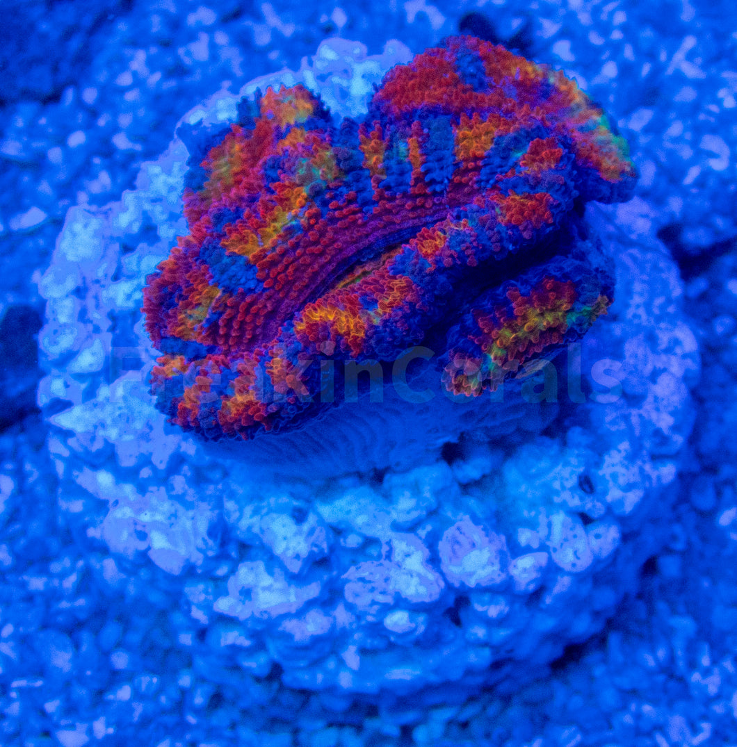 FK Rainbow Lordhowensis Acanthastrea