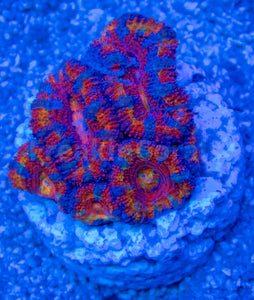 FK Rainbow Lordhowensis Acanthastrea