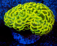 Load image into Gallery viewer, FK Green &amp; Gold Hammer Paraancora Euphyllia