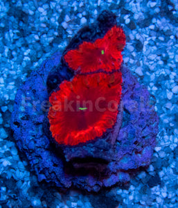 FK Blood Red Blastomussa Wellsi Aussie