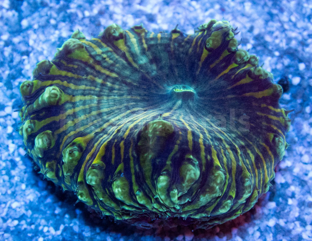 FK Green & Gold Blastomussa Wellsi Aussie (XXL Polyp)