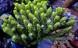 FK Punk Rock Toxic Tenuis Acropora (Cut-To-Order)