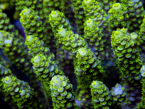 FK Punk Rock Toxic Tenuis Acropora (Cut-To-Order)