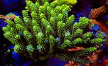 Load image into Gallery viewer, FK Punk Rock Toxic Tenuis Acropora (Cut-To-Order)