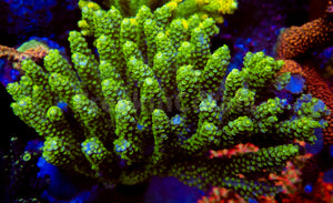 FK Punk Rock Toxic Tenuis Acropora (Cut-To-Order)