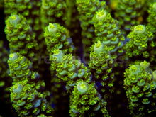 Load image into Gallery viewer, FK Punk Rock Toxic Tenuis Acropora (Cut-To-Order)