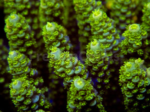 FK Punk Rock Toxic Tenuis Acropora (Cut-To-Order)