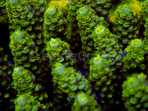 FK Punk Rock Toxic Tenuis Acropora (Cut-To-Order)