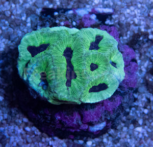 FK Mint Green Black Hole Plarygyra