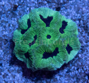 FK Mint Green Black Hole Plarygyra