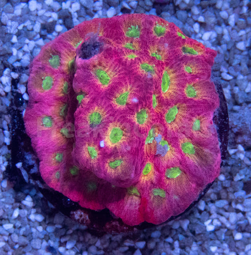 JF DayGlo Pentagona Favites (Jason Fox USA Signature Corals)