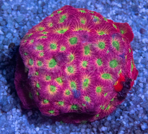 JF DayGlo Pentagona Favites (Jason Fox USA Signature Corals)