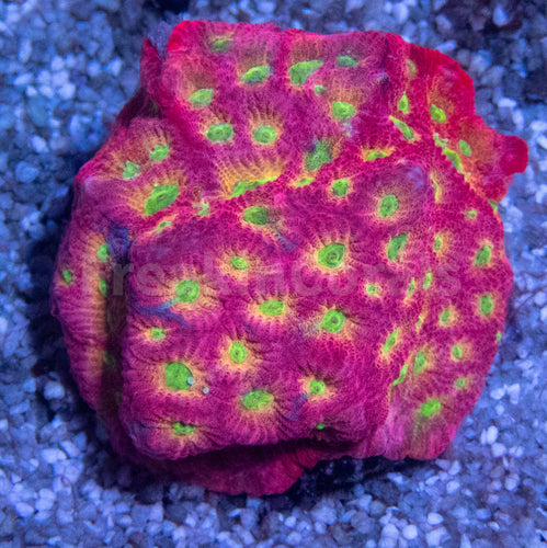 JF DayGlo Pentagona Favites (Jason Fox USA Signature Corals)