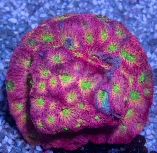 JF DayGlo Pentagona Favites (Jason Fox USA Signature Corals)