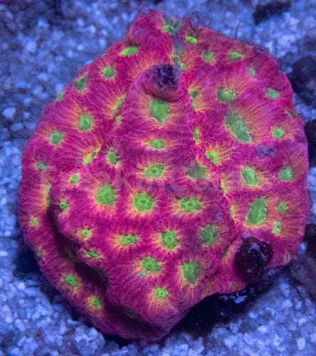 JF DayGlo Pentagona Favites (Jason Fox USA Signature Corals)