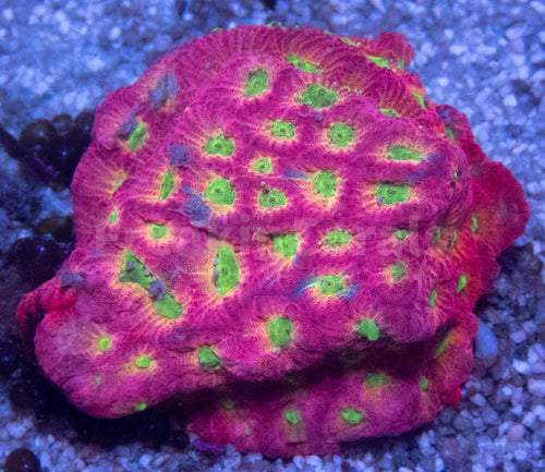 JF DayGlo Pentagona Favites (Jason Fox USA Signature Corals)