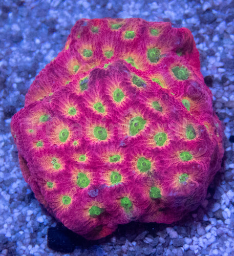 JF DayGlo Pentagona Favites (Jason Fox USA Signature Corals)