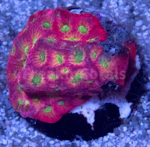 JF DayGlo Pentagona Favites (Jason Fox USA Signature Corals)