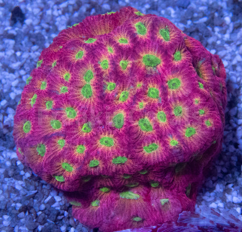 JF DayGlo Pentagona Favites (Jason Fox USA Signature Corals)