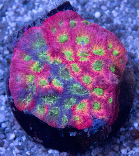 JF DayGlo Pentagona Favites (Jason Fox USA Signature Corals)