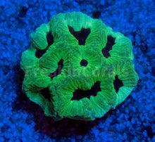 Load image into Gallery viewer, FK Mint Green Black Hole Plarygyra