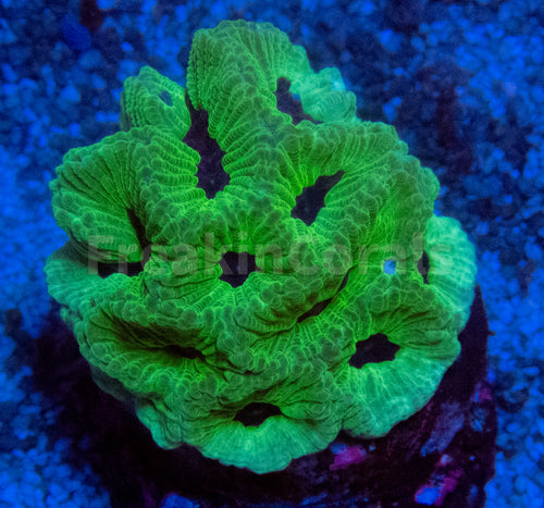 FK Mint Green Black Hole Plarygyra