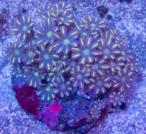 FK Toxic Green Clavularia Colony