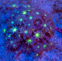 Carregar imagem no visualizador da galeria, FK Toxic Green Clavularia Colony