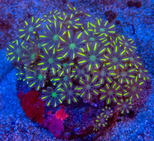 Carregar imagem no visualizador da galeria, FK Toxic Green Clavularia Colony