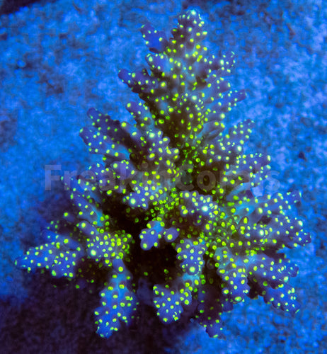 FK Tricolor Acropora (Cut-To-Order)