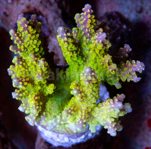 FK Gold Cerealis Acropora (Cut-To-Order - Collector Coral) SPS177