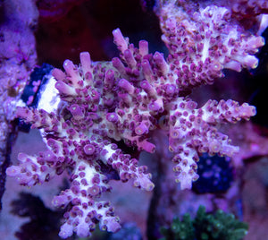 FK Purple Dream Acropora (Cut-To-Order) SPS740