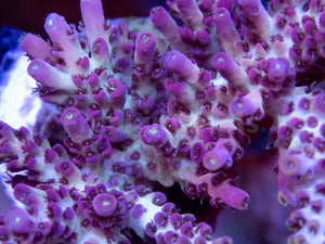 FK Purple Dream Acropora (Cut-To-Order) SPS740