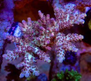 FK Purple Dream Acropora (Cut-To-Order) SPS740