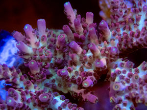 FK Purple Dream Acropora (Cut-To-Order) SPS740